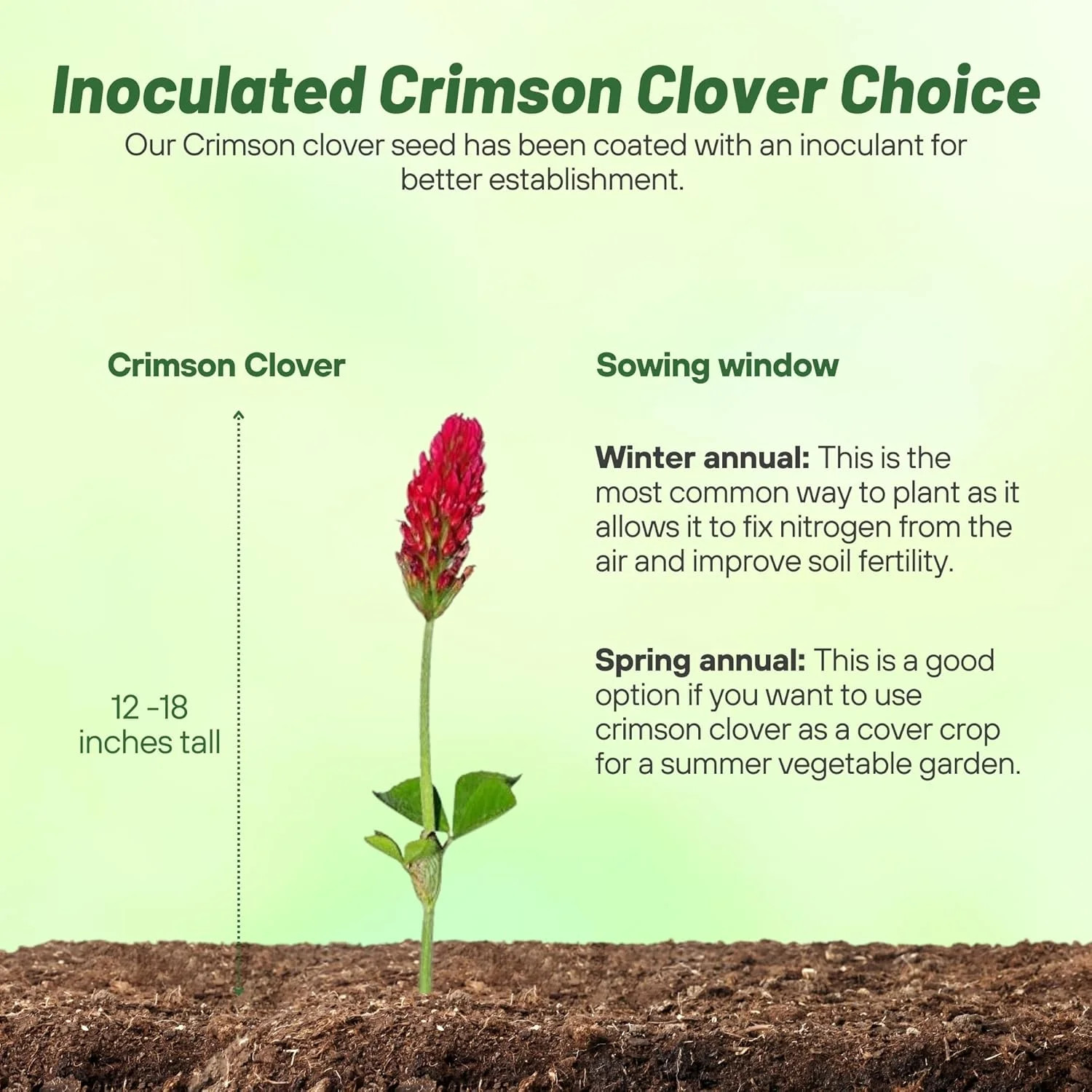 Outsidepride Crimson Clover Seeds – 1/4 lbs. Annual, Nitrocoated, & Inoculated G