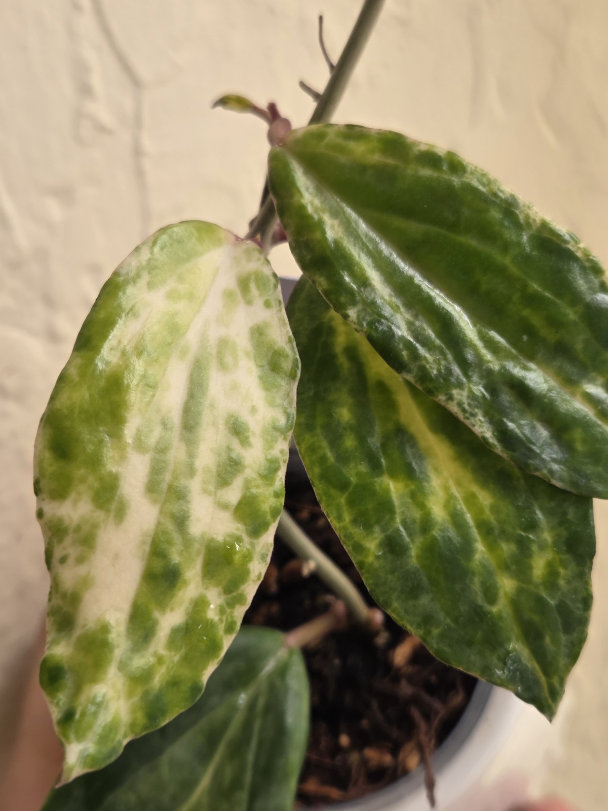 Rare Hoya Crocodile Wax Plant Healthy rooted active growing.