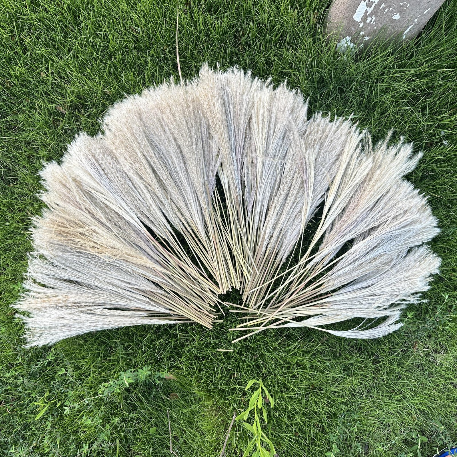200 PCS Dried Pampas Grass Bouquet, Boho Table Decor,Fall Home Decorations, S…