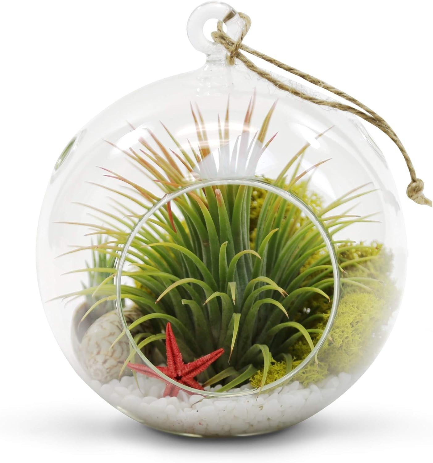 Versatile 6″ Glass Terrarium Globe – Perfect for Succulents and Candles