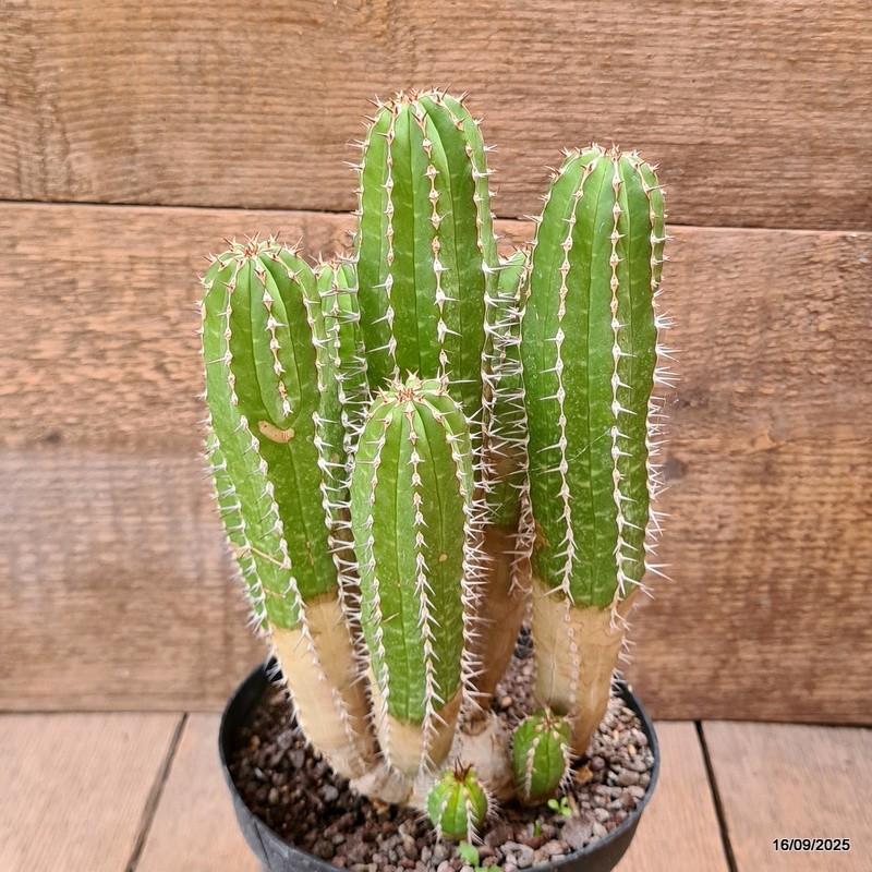 D6470 EUPHORBIA ECHINUS pot14-H23-W15 cm MaMa Cactus