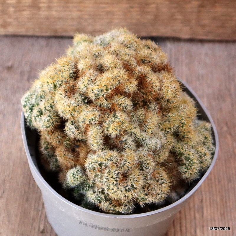 D5419 MAMMILLARIA PROLIFERA MONSTER pot10-H8-W12 cm MaMa Cactus