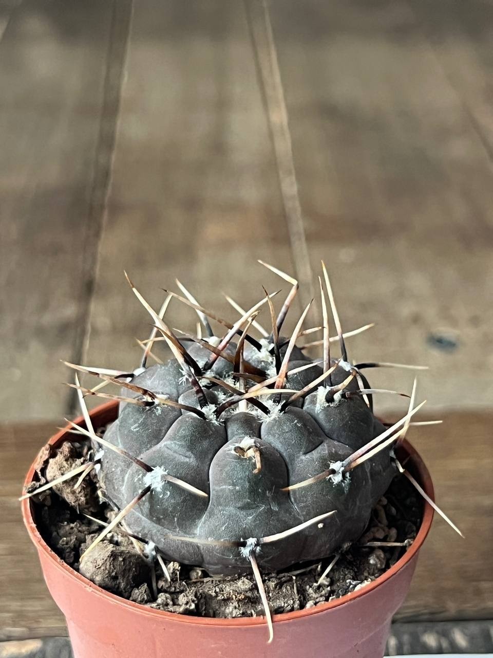 A43-1191 Gymnocalycium esperanzae RS2248, Cienaga del Coro, Minas, own root