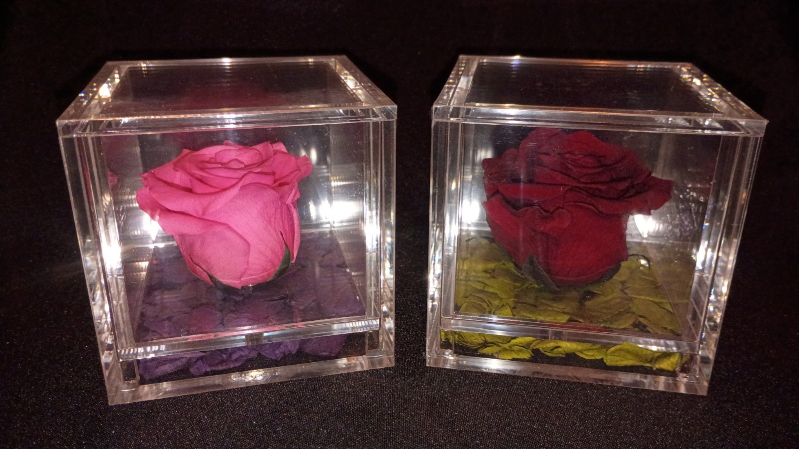 🌹Empress Flora 🌹Preserved Roses in 4″ x 4″ Acrylic Cases🌹Set of 2