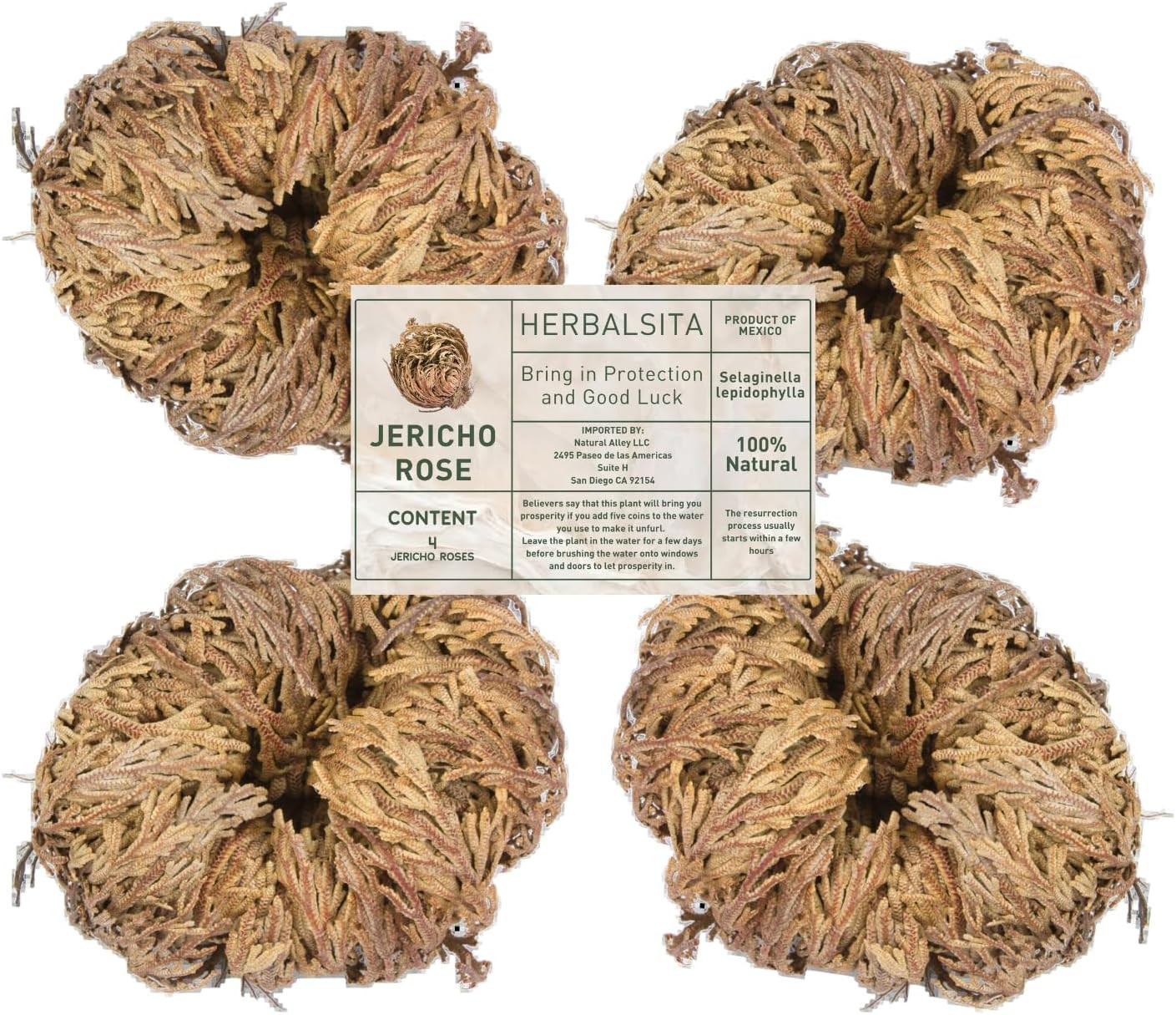 4-Pack Large Premium Rosa De Jericó Jericho Rose – Symbol