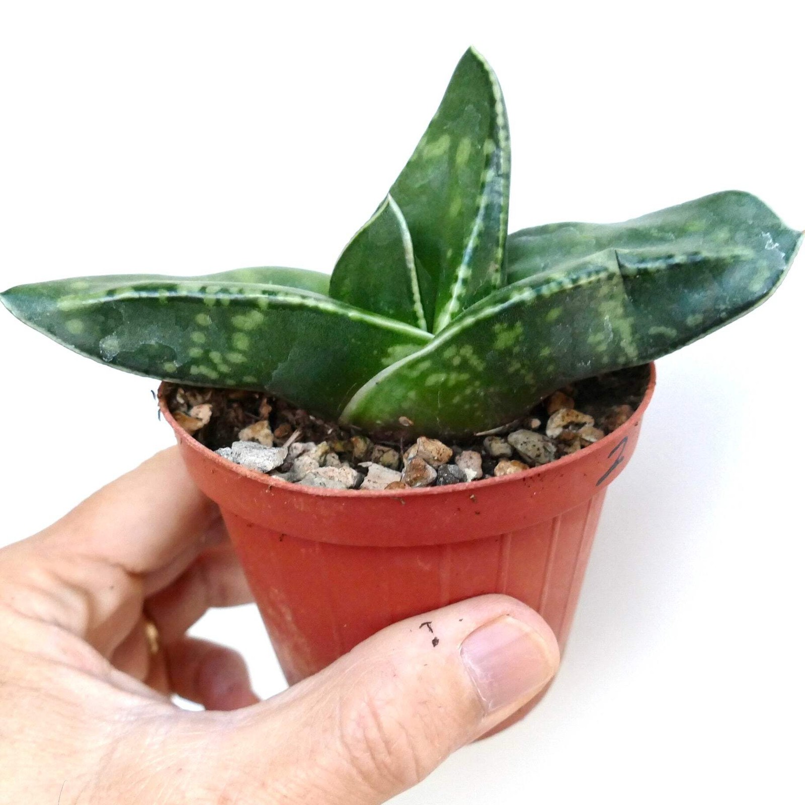 Gasteria armstrongii cv CORAL DREAM – Armstrong’s gasteria | Armstrong gasteria