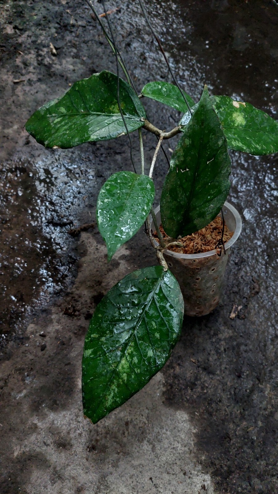 Promo Hoya Sp Aceh Very Rare Free phytosanitary Ship By DHL Express.