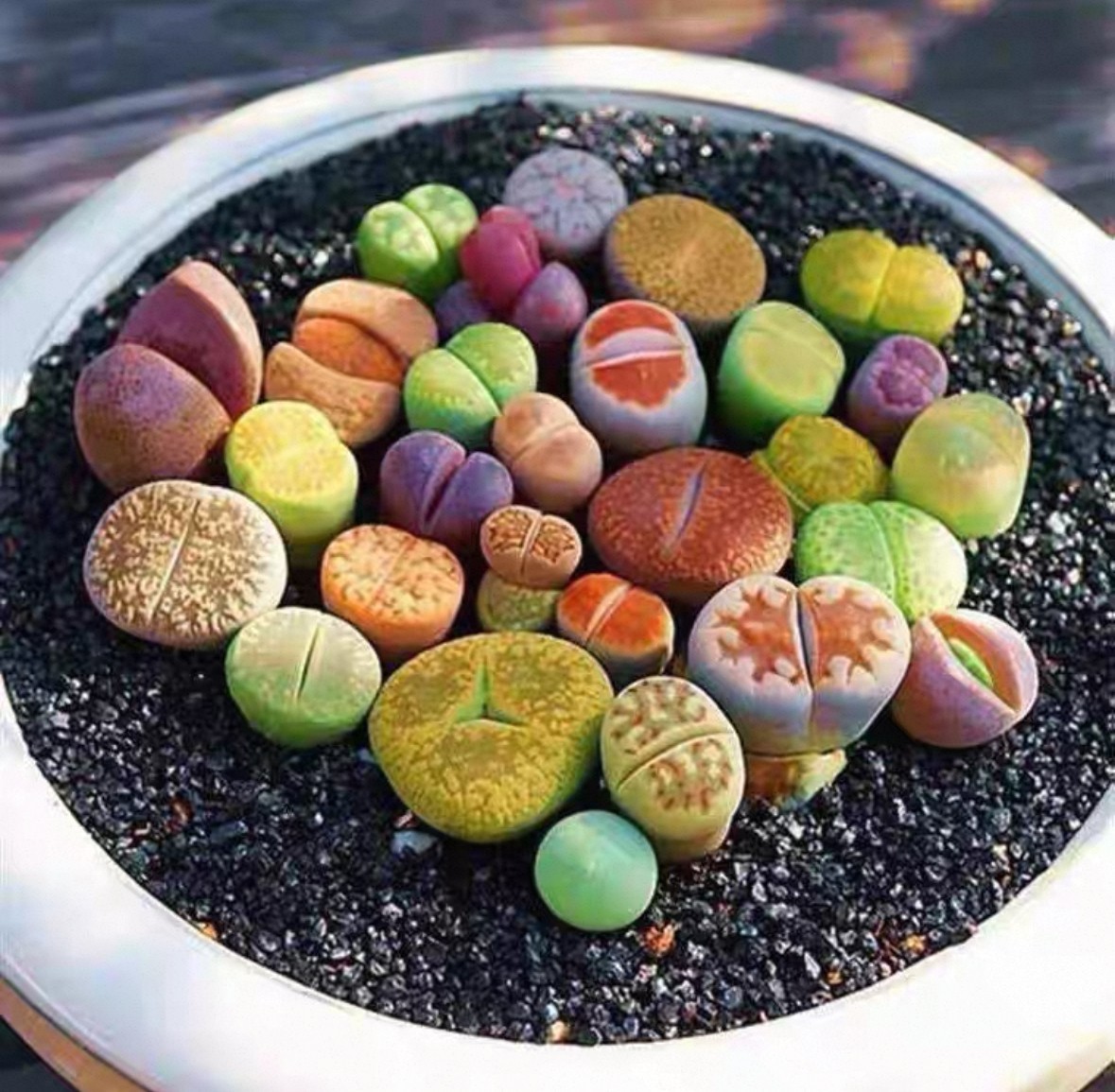 5000PCS MIX SEEDSLITHOPS