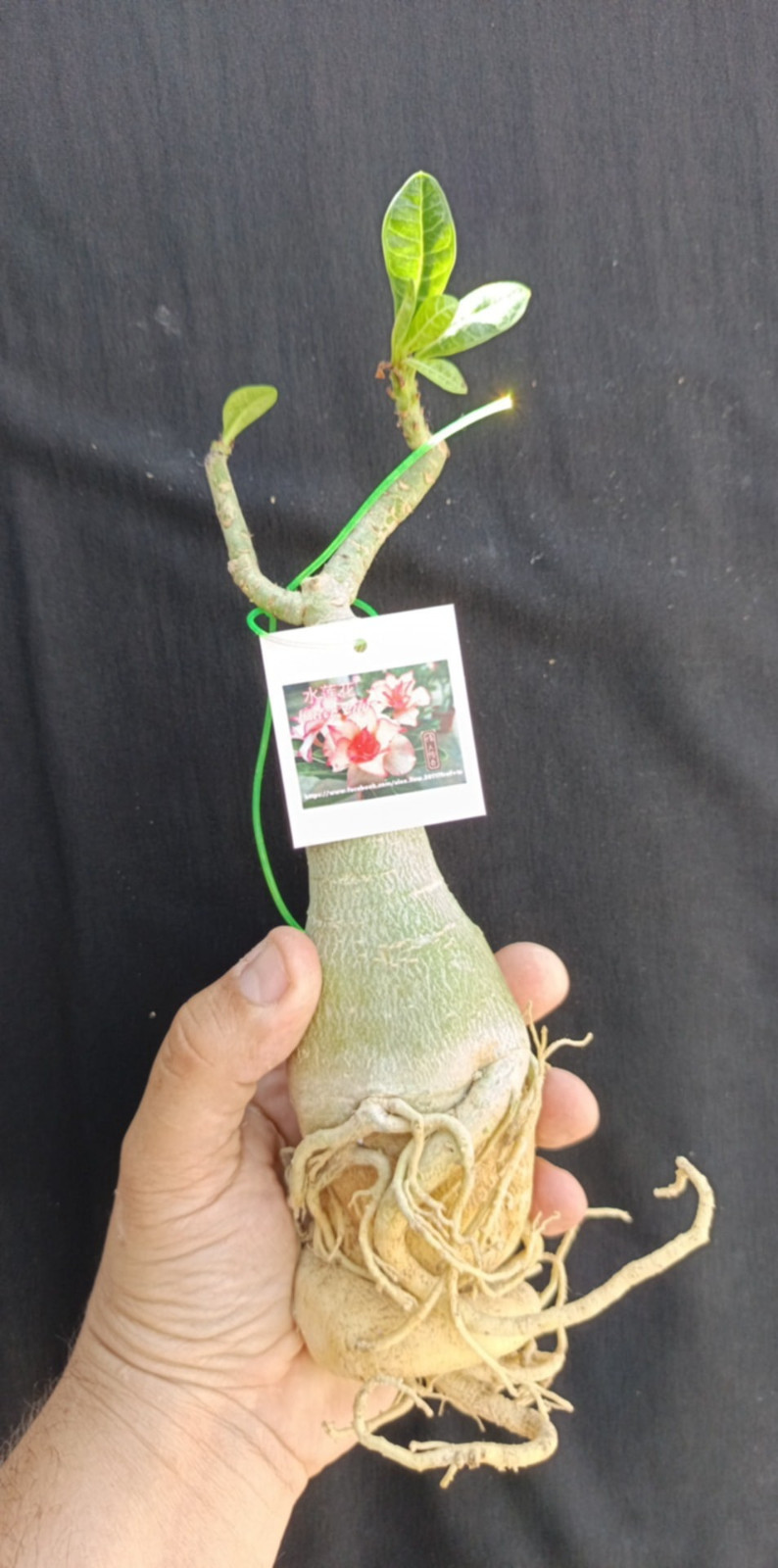 adenium plant