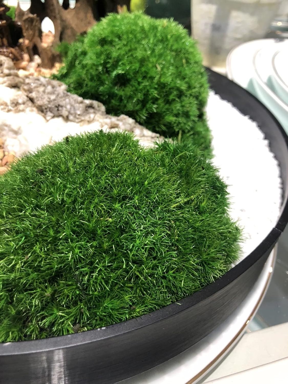 Real Natural Preserved Pole Moss Pillow Bun Cushion Green Decorative 1.5 Sq Ft
