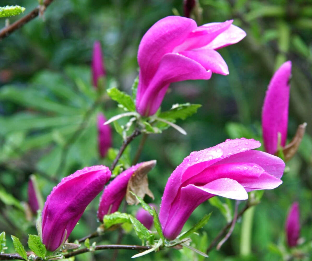 Magnolia susan – Susan magnolia | Purple magnolia