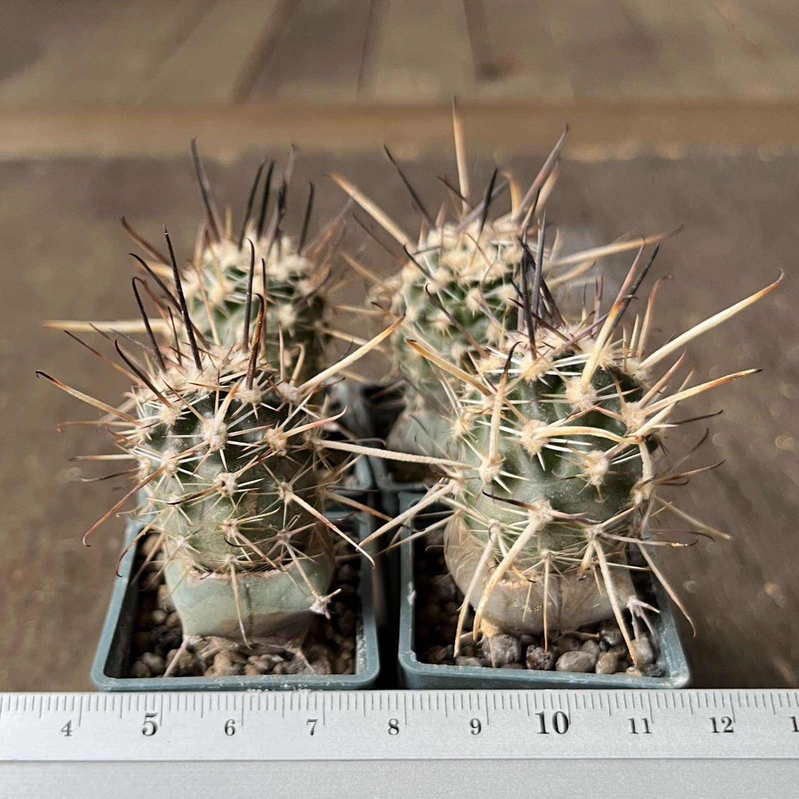A26-1473 Austrocactus JN 401, 4 pieces, grafted