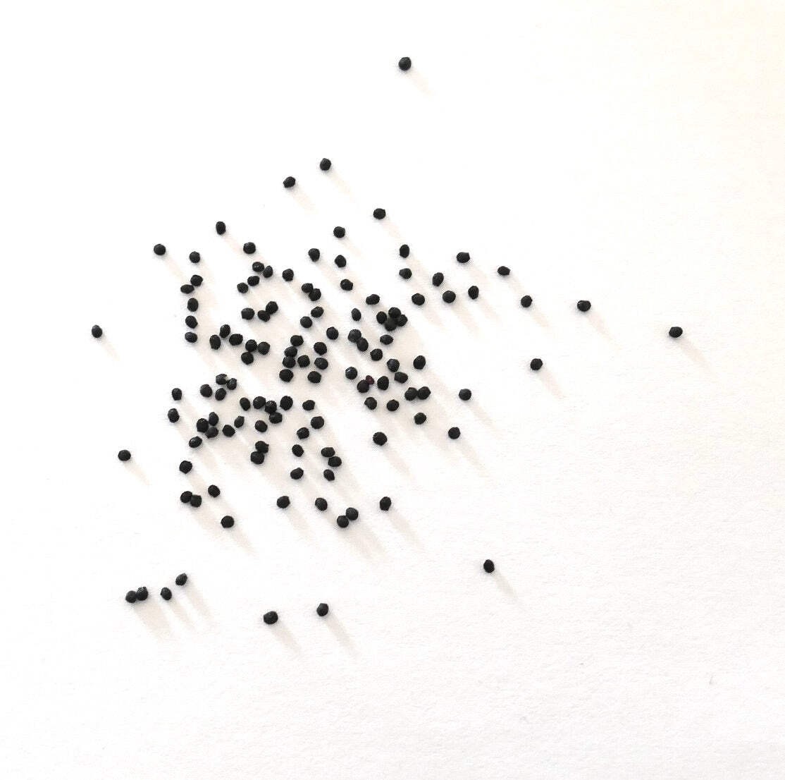 Melocactus disciformis HU132 SEEDS – Rare Cactus SEEDS