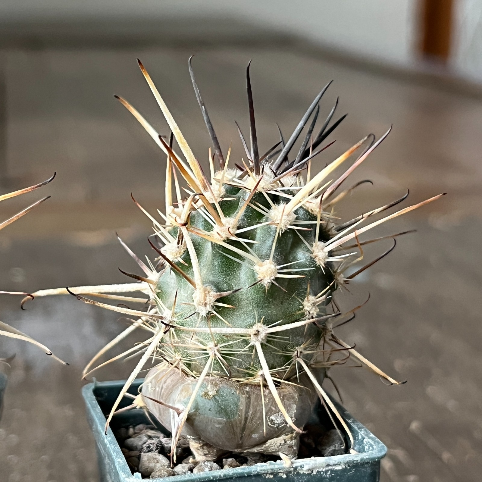 A26-1473 Austrocactus JN 401, 4 pieces, grafted