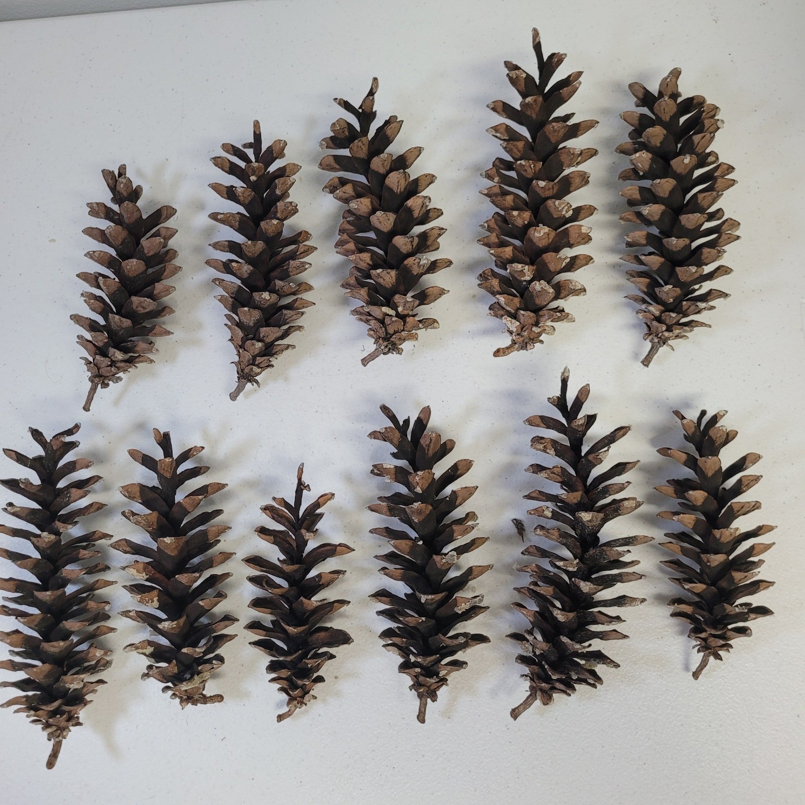 White Pine Cones Michigan 11 Upper Peninsula Tree Forest Crafts Decor Cabin Sap
