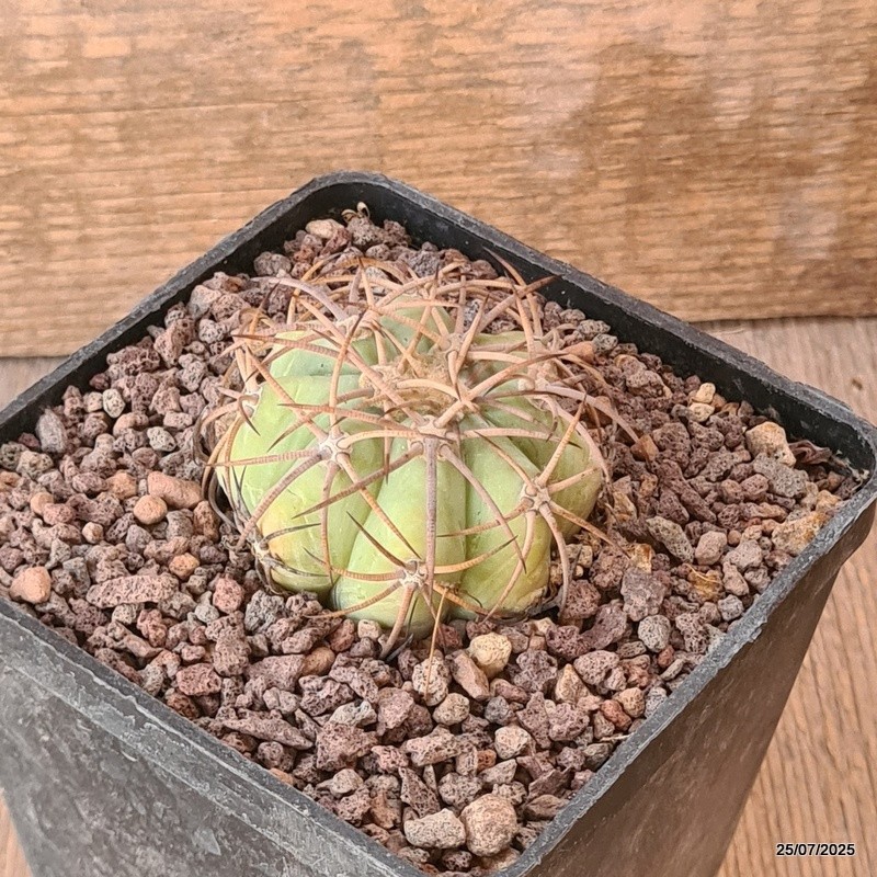D5535 ECHINOCACTUS HORIZONTHALONIUS PC 72 LA LUZ COAHUILA pot10-H4-W5,5 cm Ma