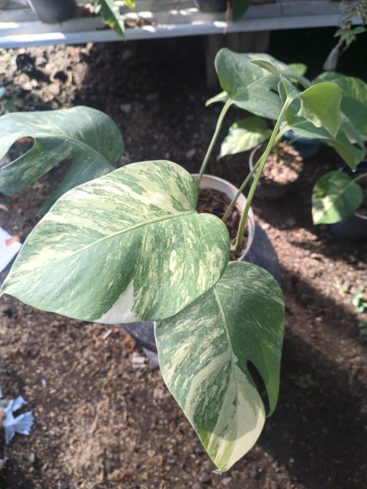 Real Pick Monstera Marmorata Variegated Lush leaves