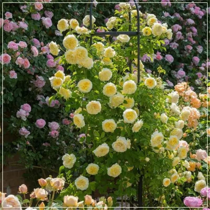 (10) CLIMBER ROSE SEEDS perennial flower garden climbing plant USA SELLER TRACK