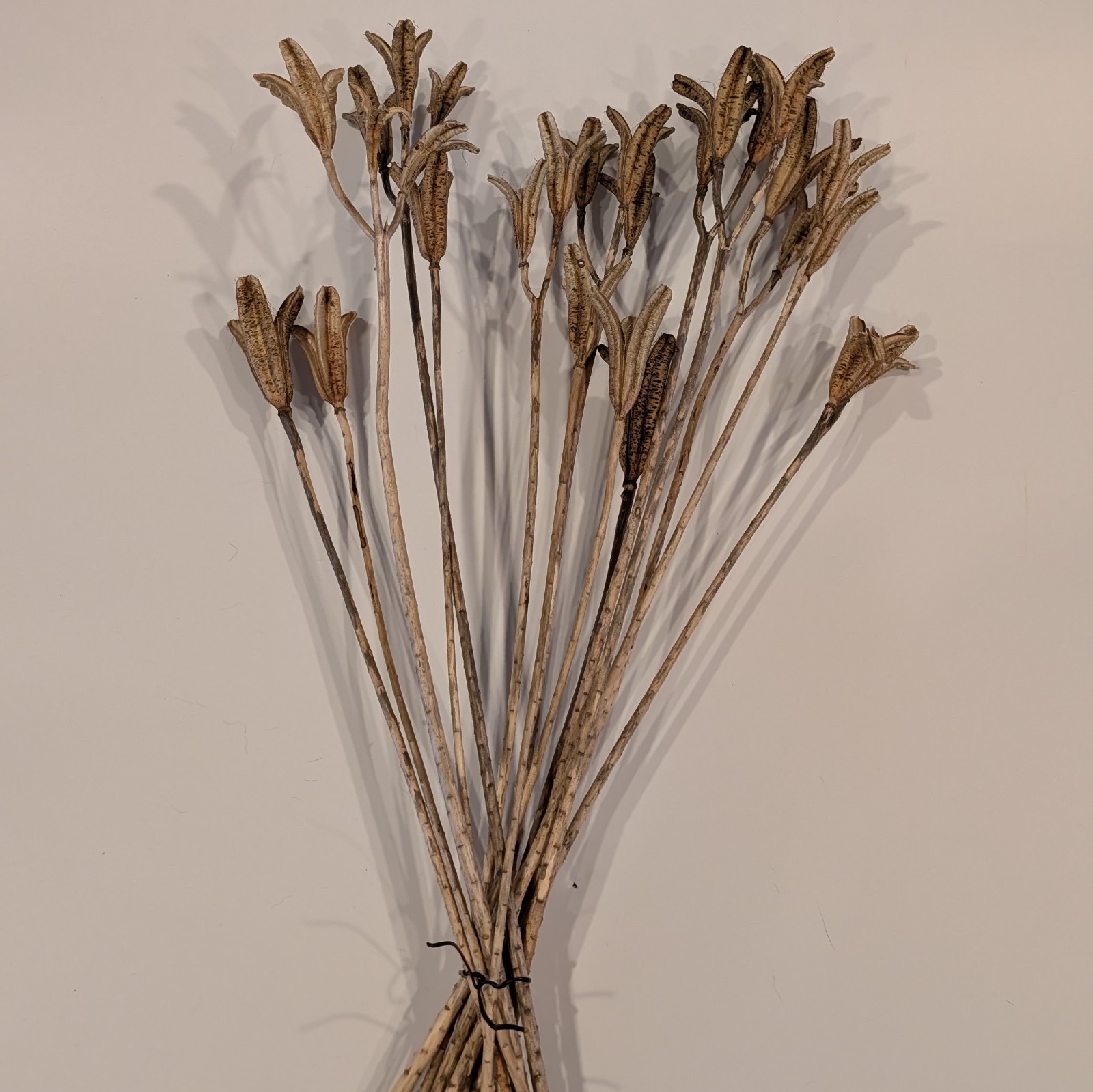 Natural Dried Flower Pods Lot of 15 Stems 13-23″ Crafts Floral Bouquets Sprays