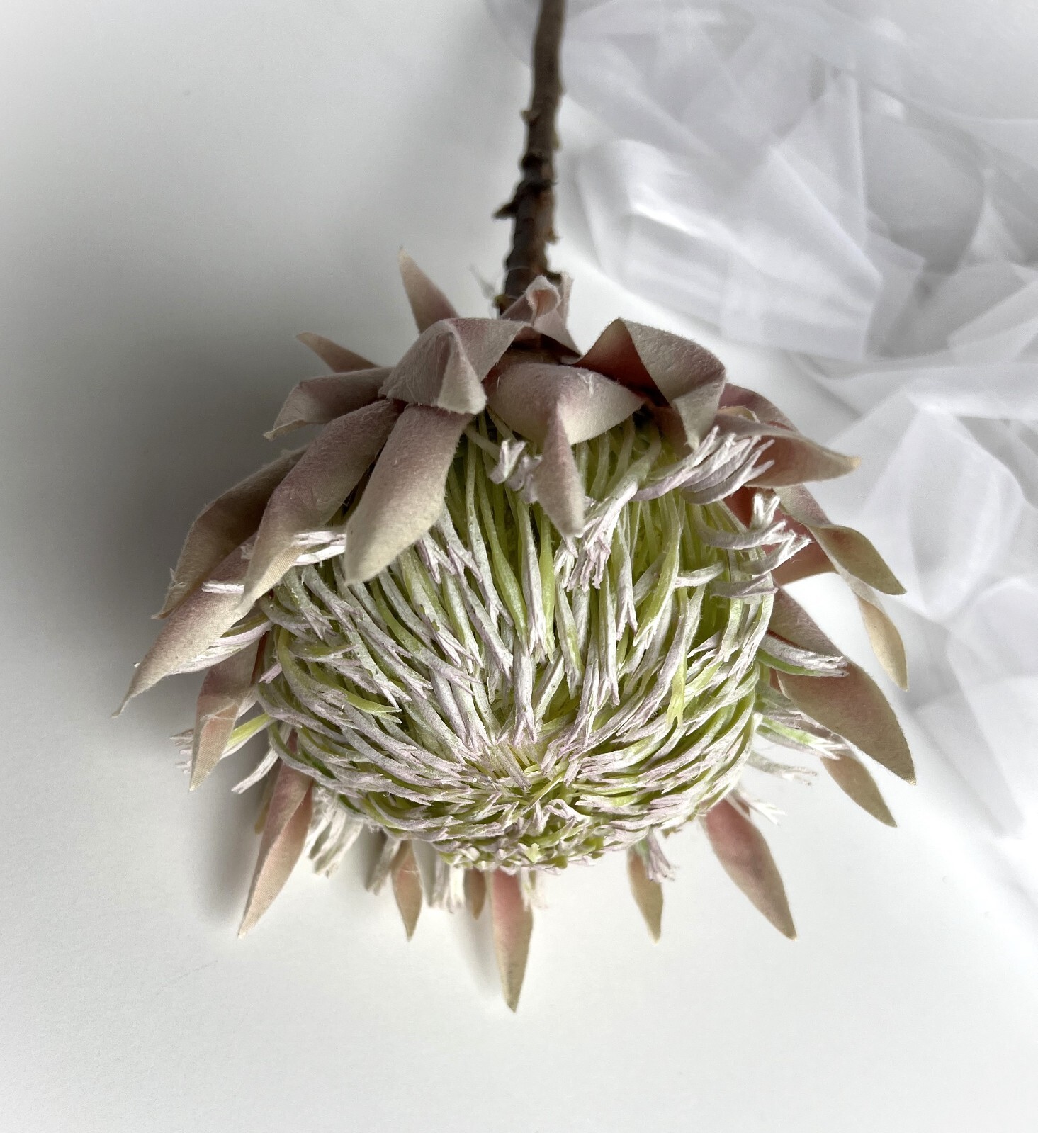 King Protea Stem Australian Native Flowers Blush Cream Protea Flower Stem x 1