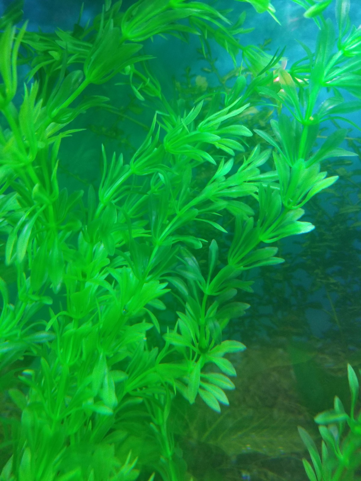 Large Green Realistic Artificial Aquarium Plants Fish Tank Plastic Plants 23 In