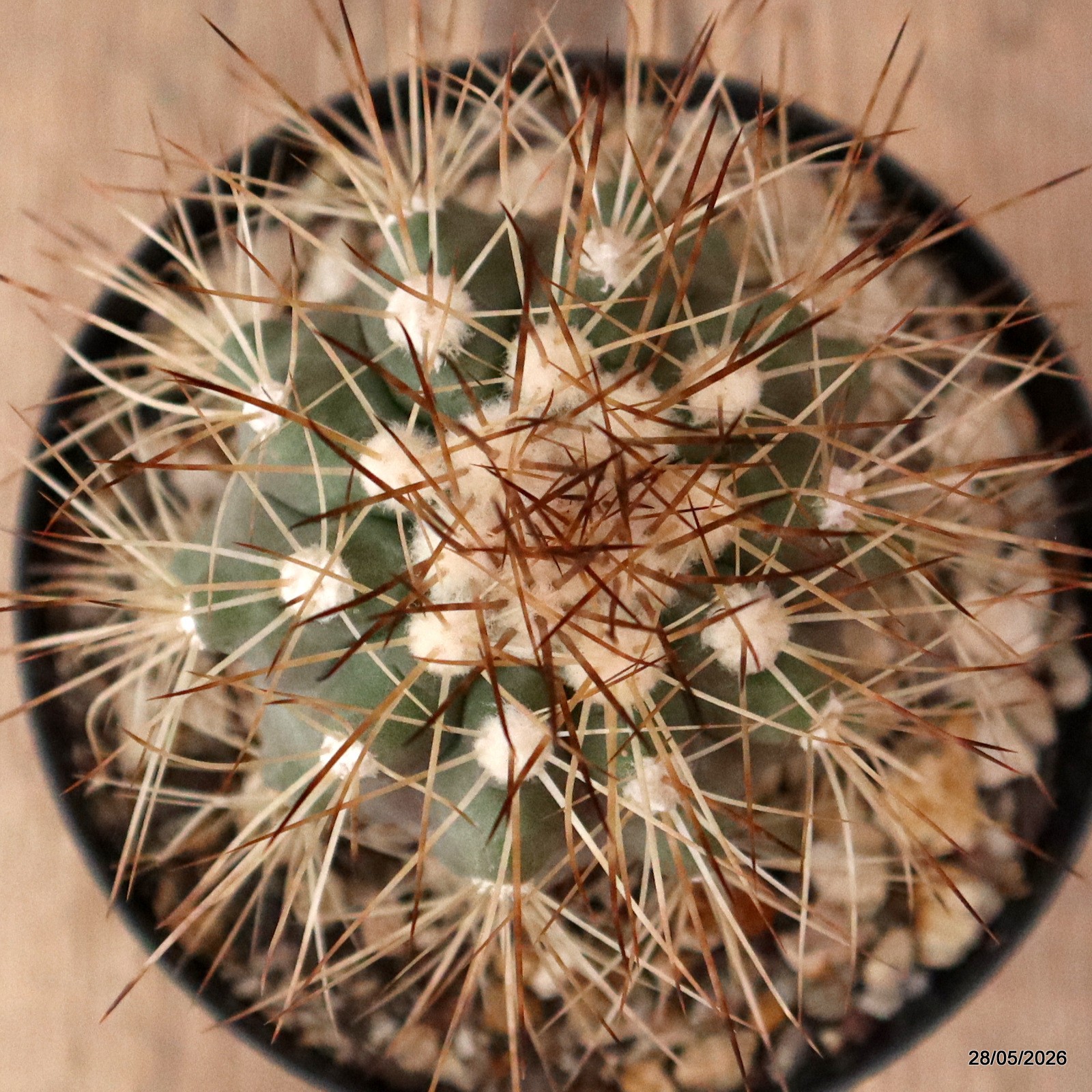 D4005 COPIAPOA KRAINZIANA pot10-H7-W6 cm MaMa Cactus