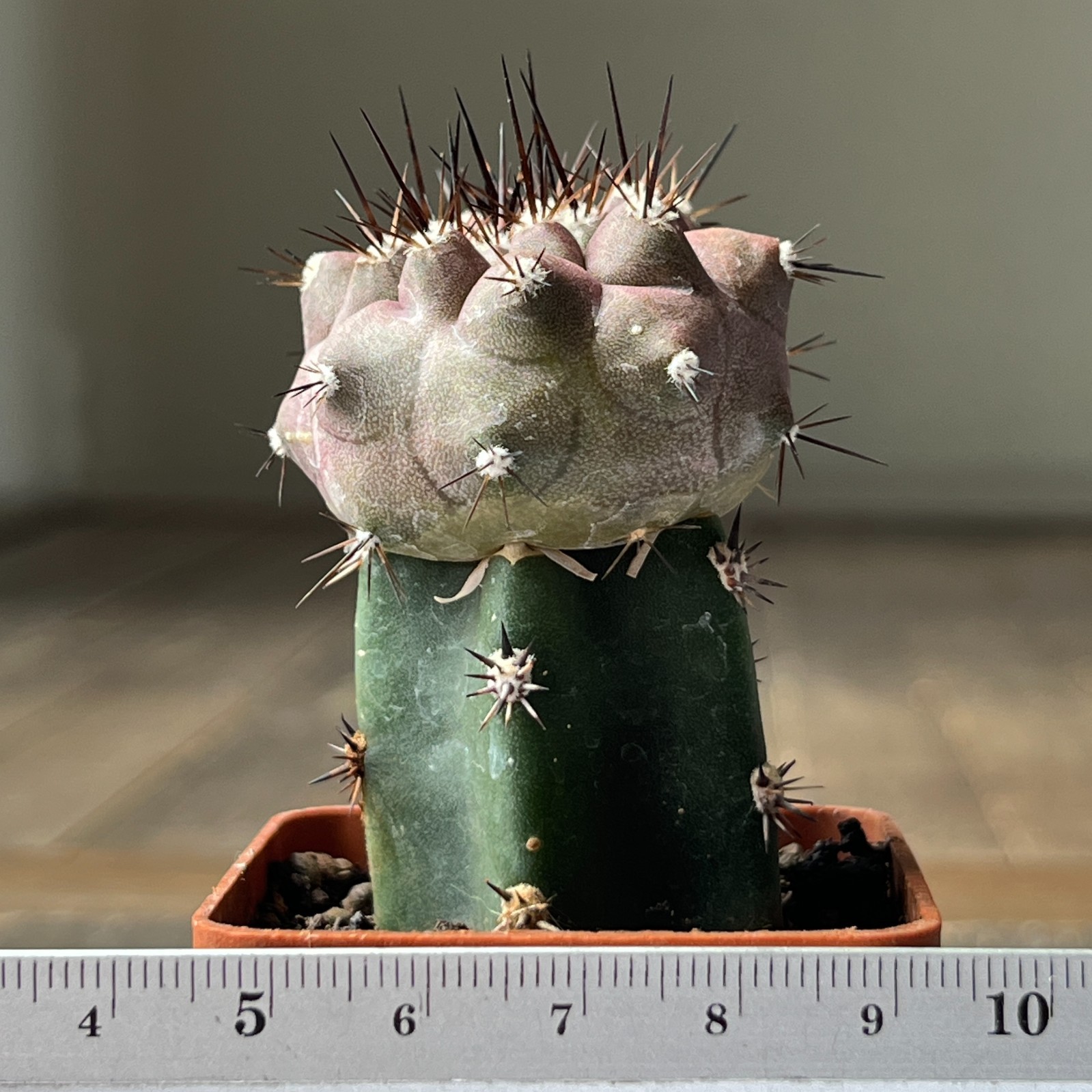 A10-732 Copiapoa cinerea HR1027, Q. San Ramon, grafted