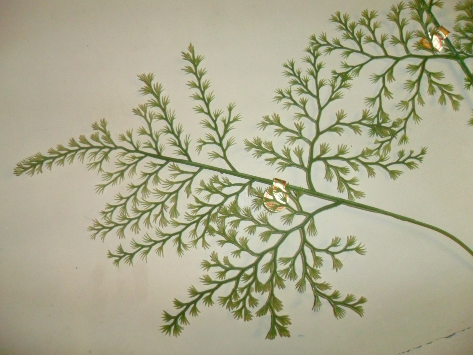 Vintage Plastic Fern Stems Set of 3