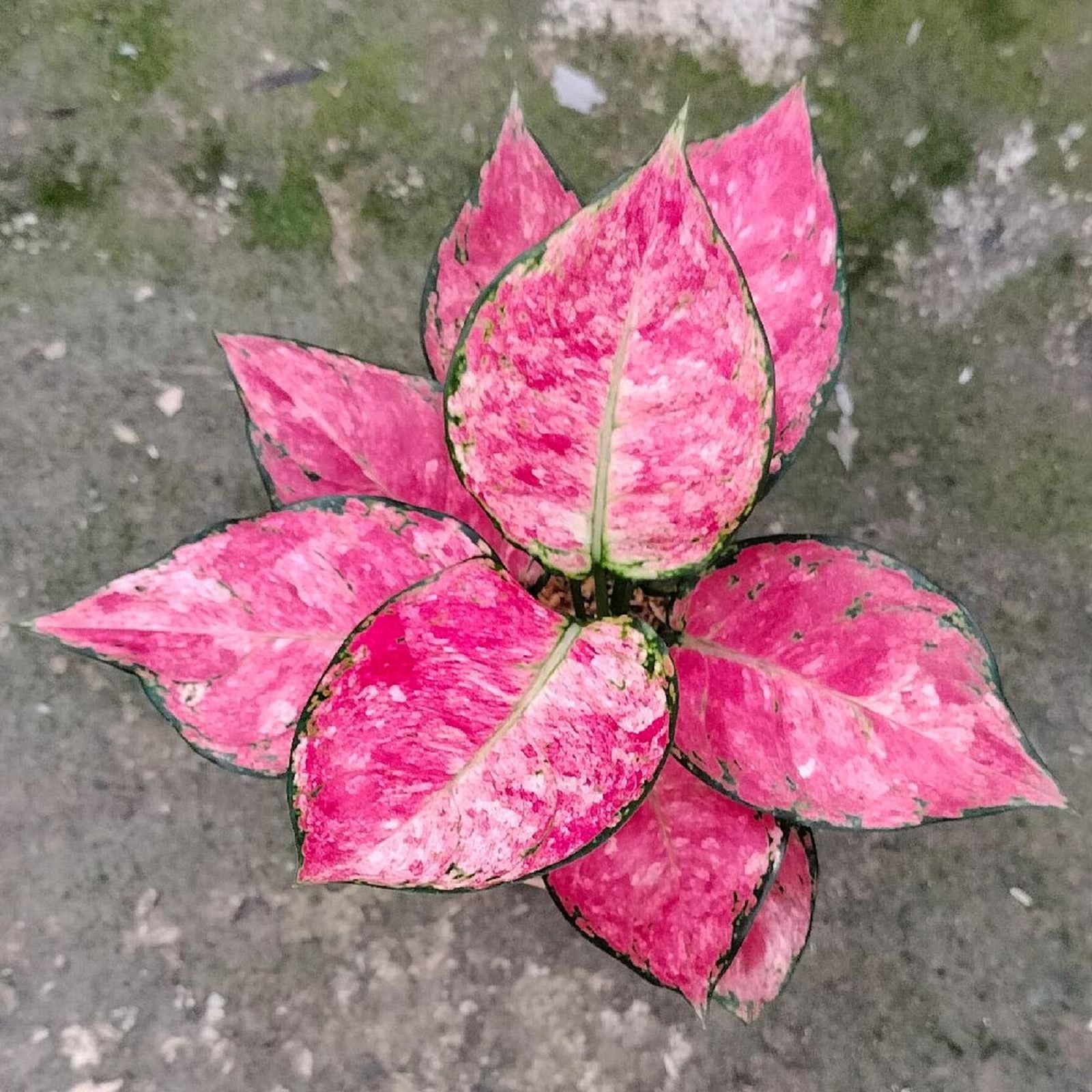 Aglaonema Zolina Rare Tropical Houseplant Exotic Indoor