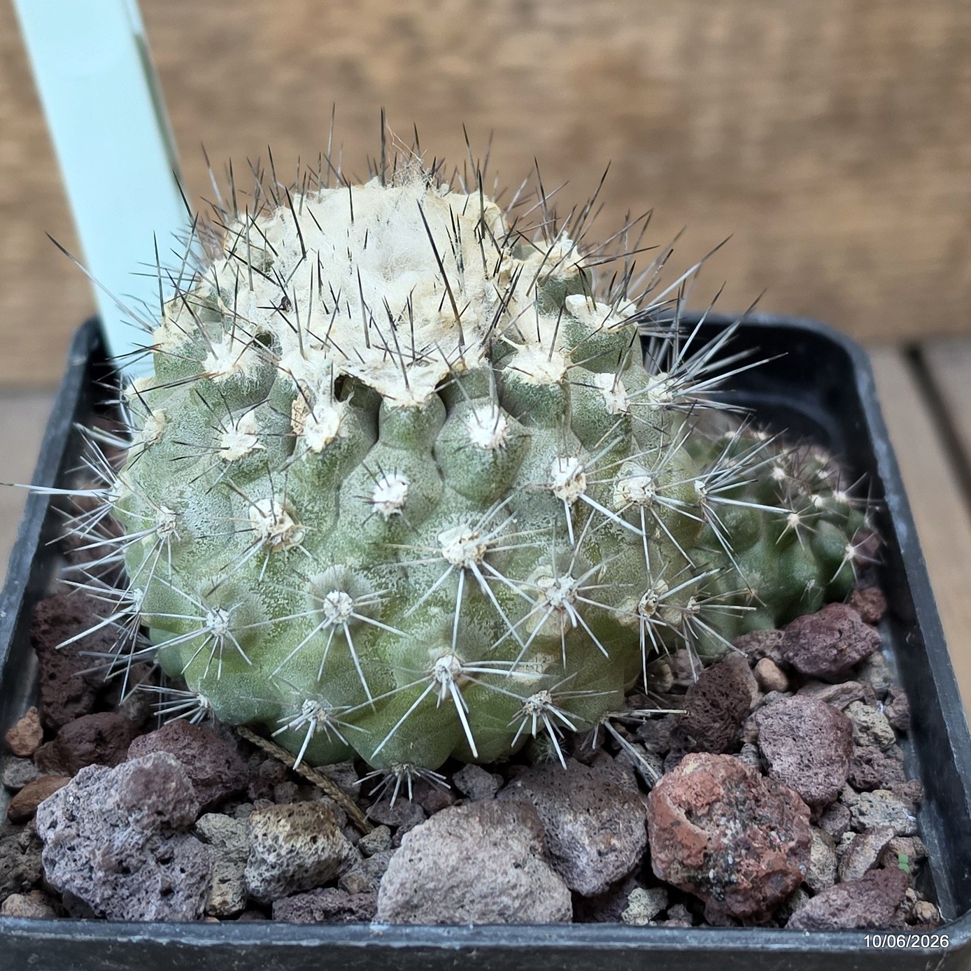 D3510 COPIAPOA HUMILIS V. LONGISPINA pot10-H6,5-W9 cm MaMa Cactus