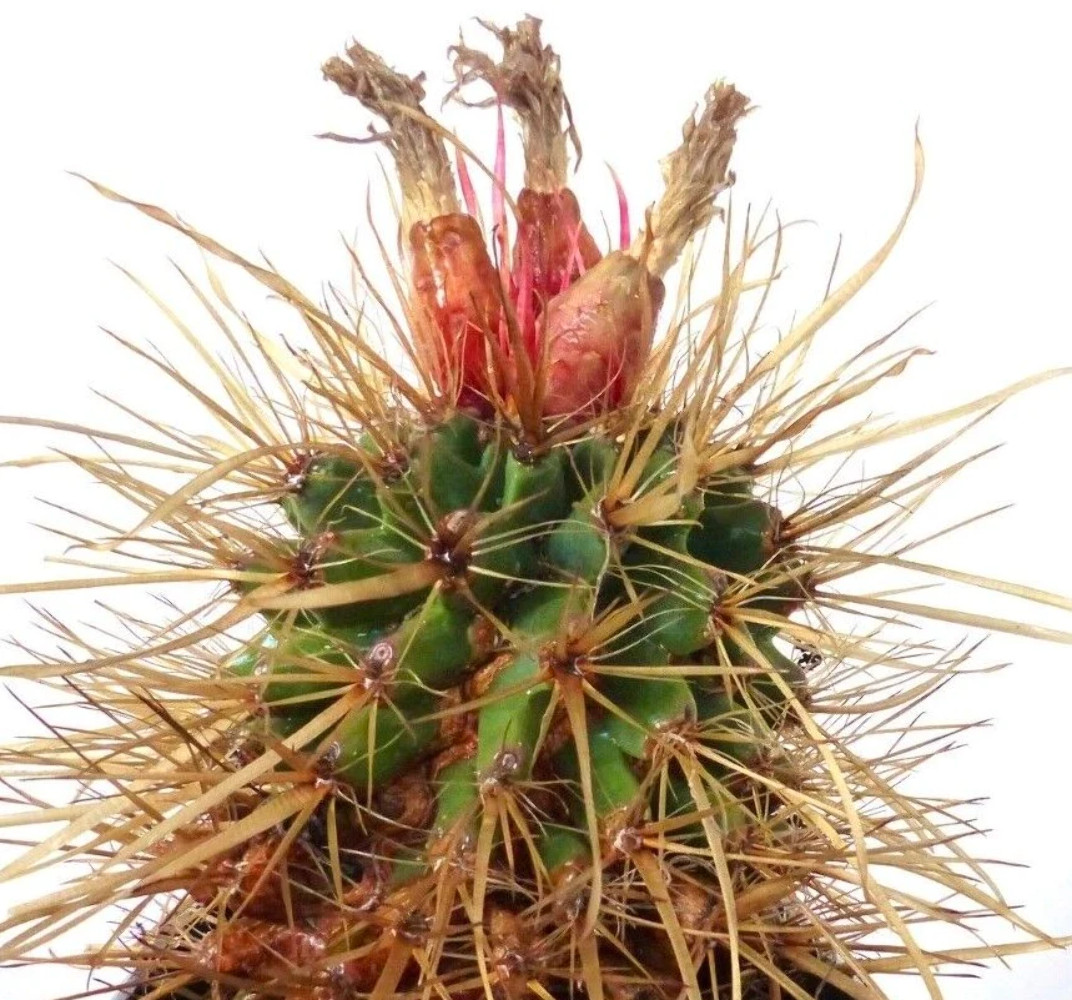 Leuchtenbergia x Ferocactus fordii SEEDS – Agave cactus | Leuchtenbergia hybrid