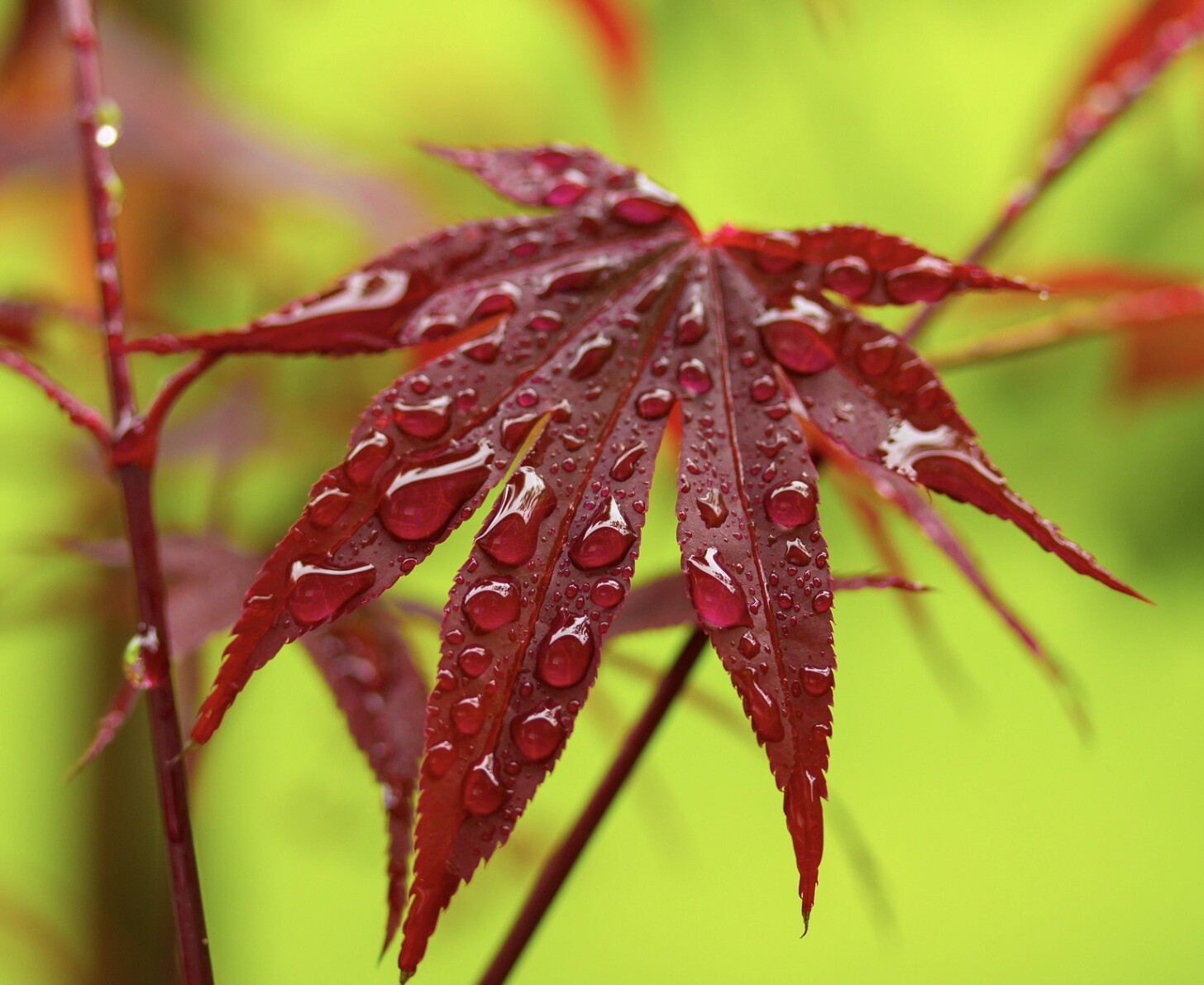 Acer palmatum cv ‘FIRE GLOW’ GRAFTED – Fire Glow Japanese Maple