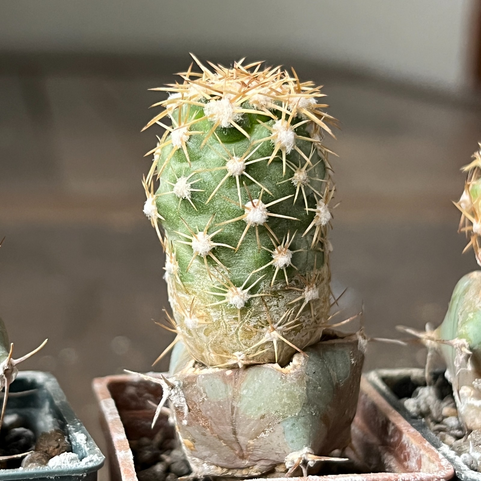 A26-773 Coloradoa mesae-verdae, 4 pieces, grafted
