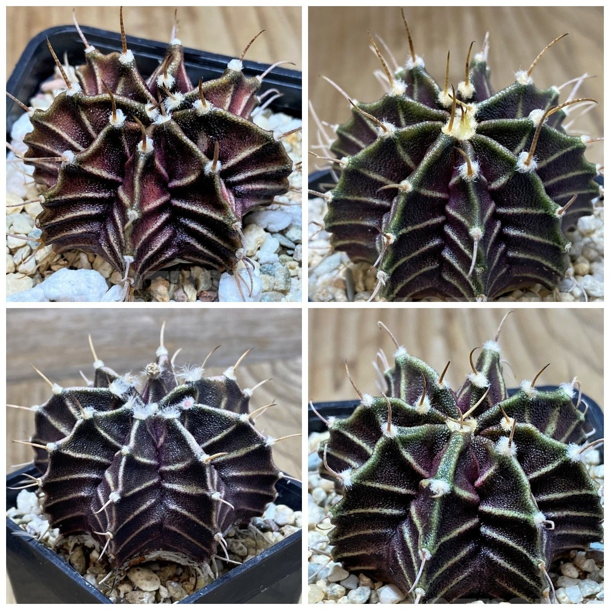 Gymnocalycium friedrichii ‘Zebra’ 20seeds harvest 2025