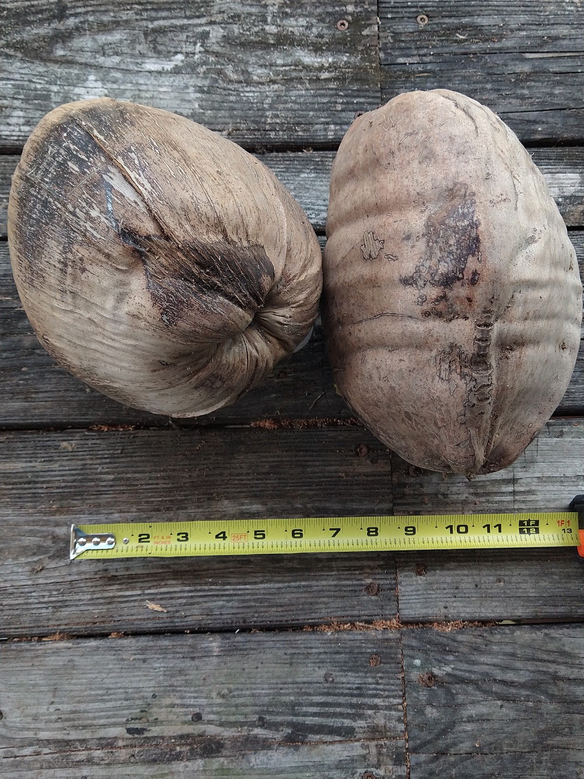 Whole Coconut Husk with Outer Bark Lot of 2 Giant 10″ Arts & Crafts Tiki Decor