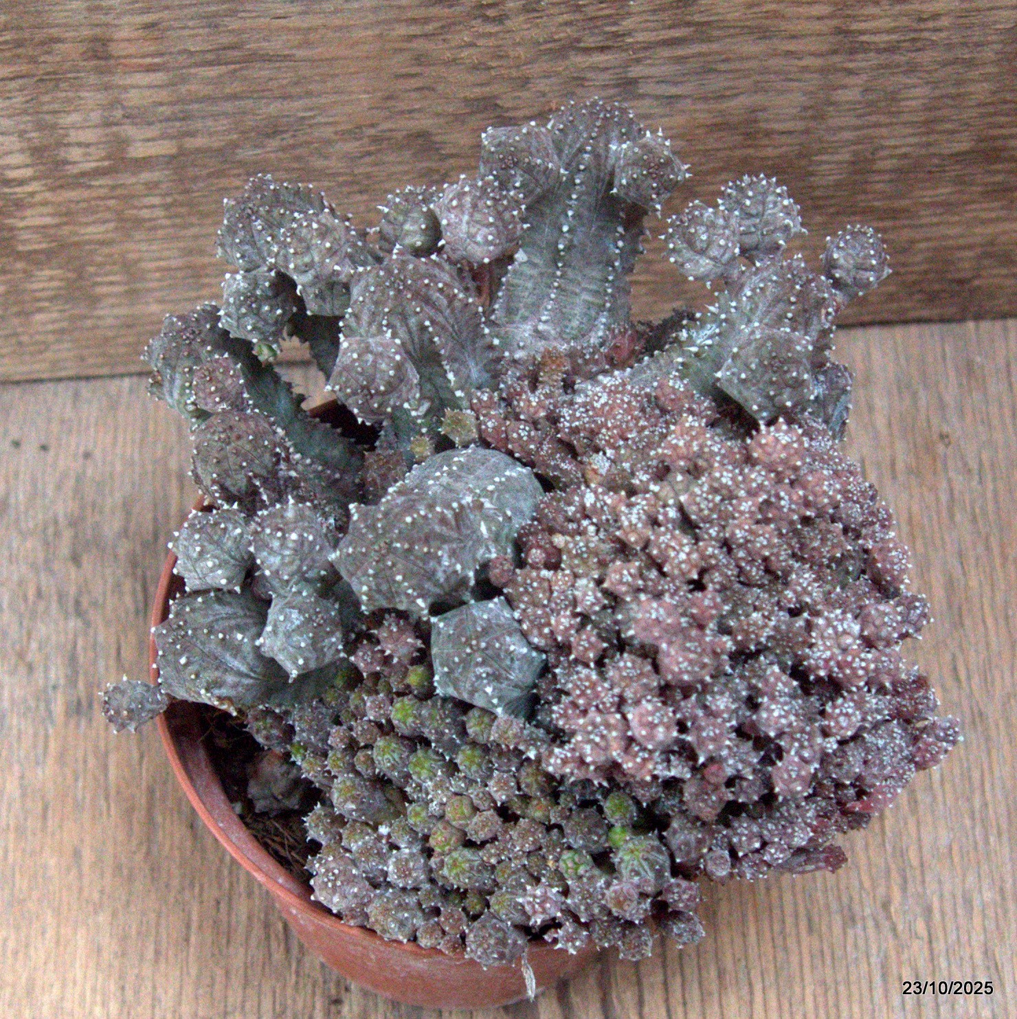 D7133 EUPHORBIA PSEUDOGLOBOSA pot10-H10-W15 cm MaMa Cactus