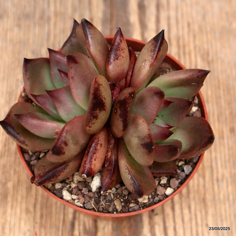 D4332 ECHEVERIA AGAVOIDES “ROMEO” pot8,5-H7-W9 cm MaMa Cactus