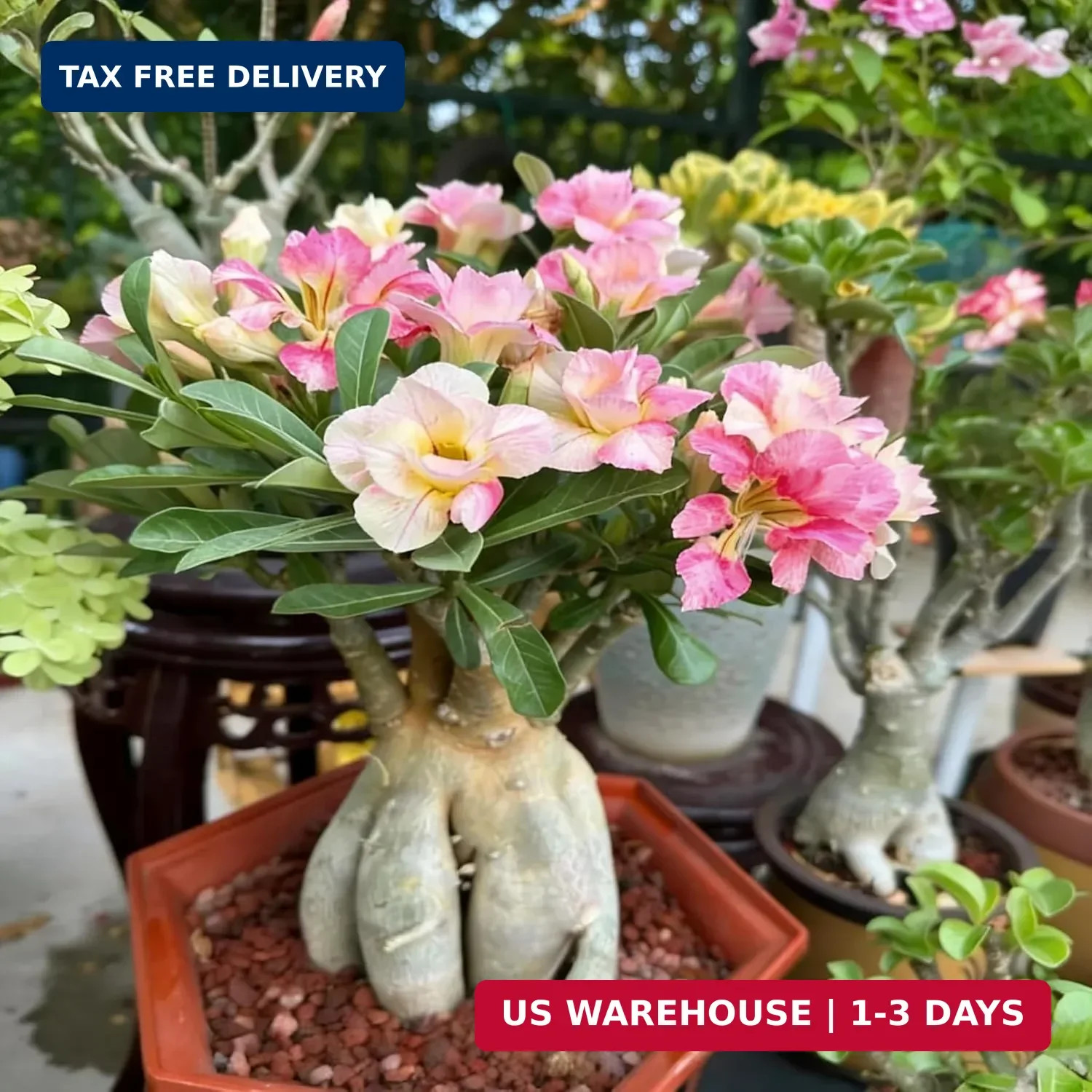 Desert Rose Seed for Planting, 100 Mixed Adenium Somalense Seeds, Shrub Flower P