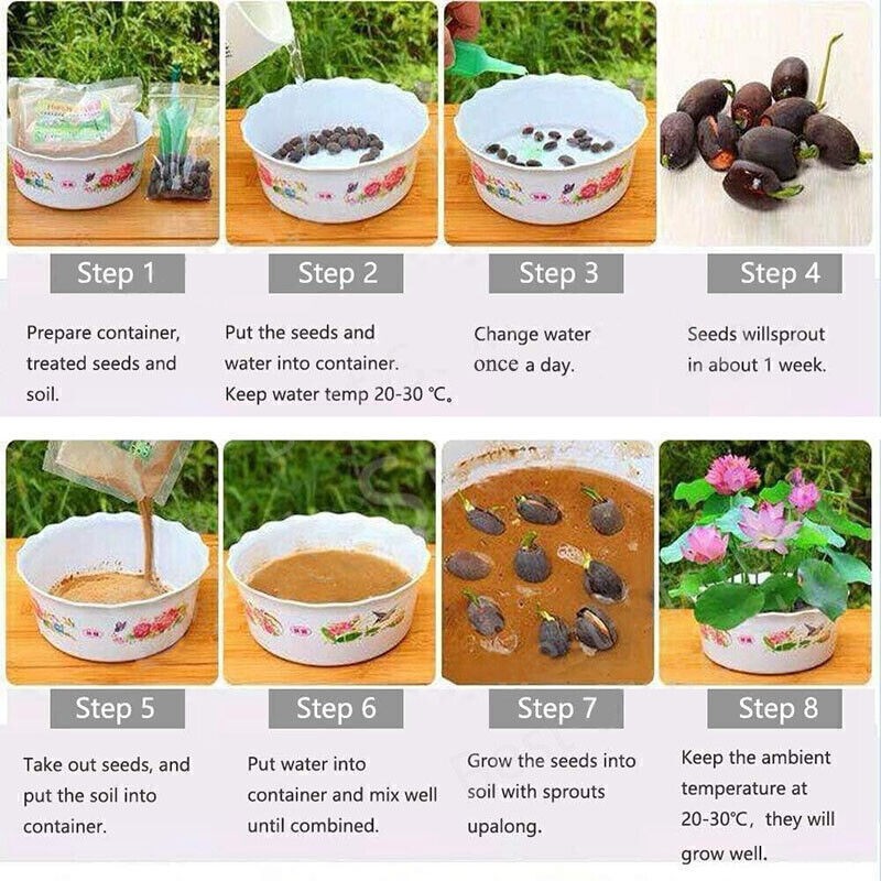 30/90PcsSeeds Lotus Mix FlowerSeed Hand Picked Aquatic Plants Water Garden US-