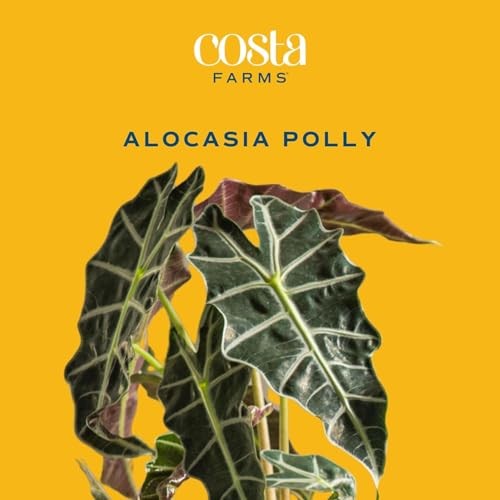 Alocasia Polly Live Plant in Decorative Pot, Indoor Houseplant, Perfect for