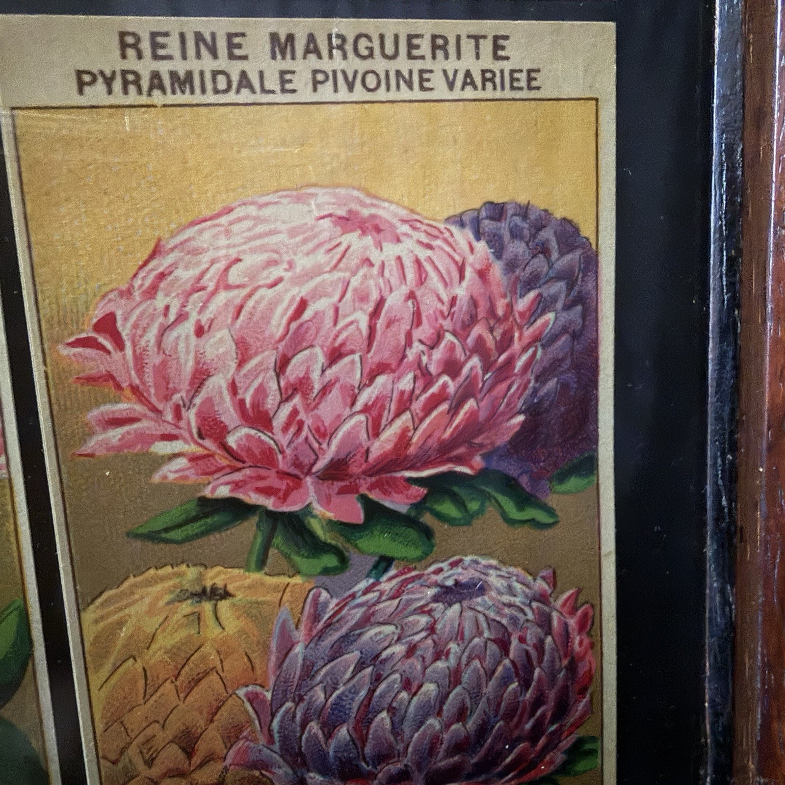 Vintage French Seed Packet Labels Framed Botanical Wall Art Wood Frame