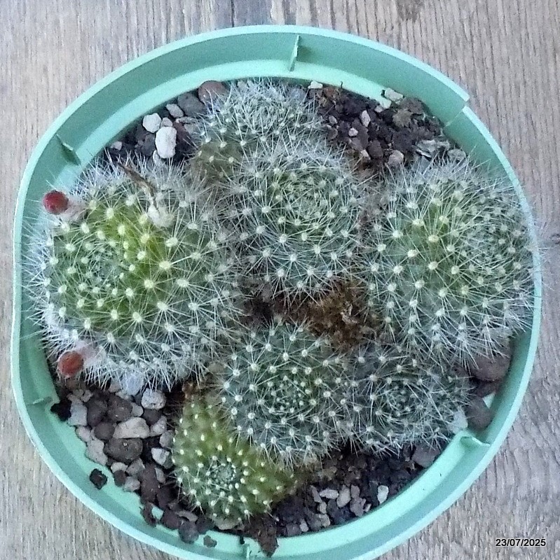 D5425 REBUTIA MINIMA pot14-H8-W13 cm MaMa Cactus