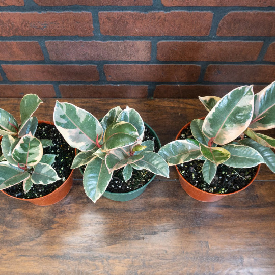 Rubber Plant Ficus elastica 6″ Pot | Burgundy Tree Tropical Live House plant