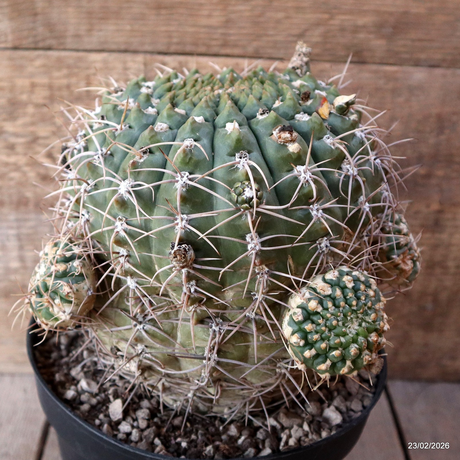 D7852 GYMNOCALYCIUM VIEDTZIANUM pot18-H18-W19 cm MaMa Cactus