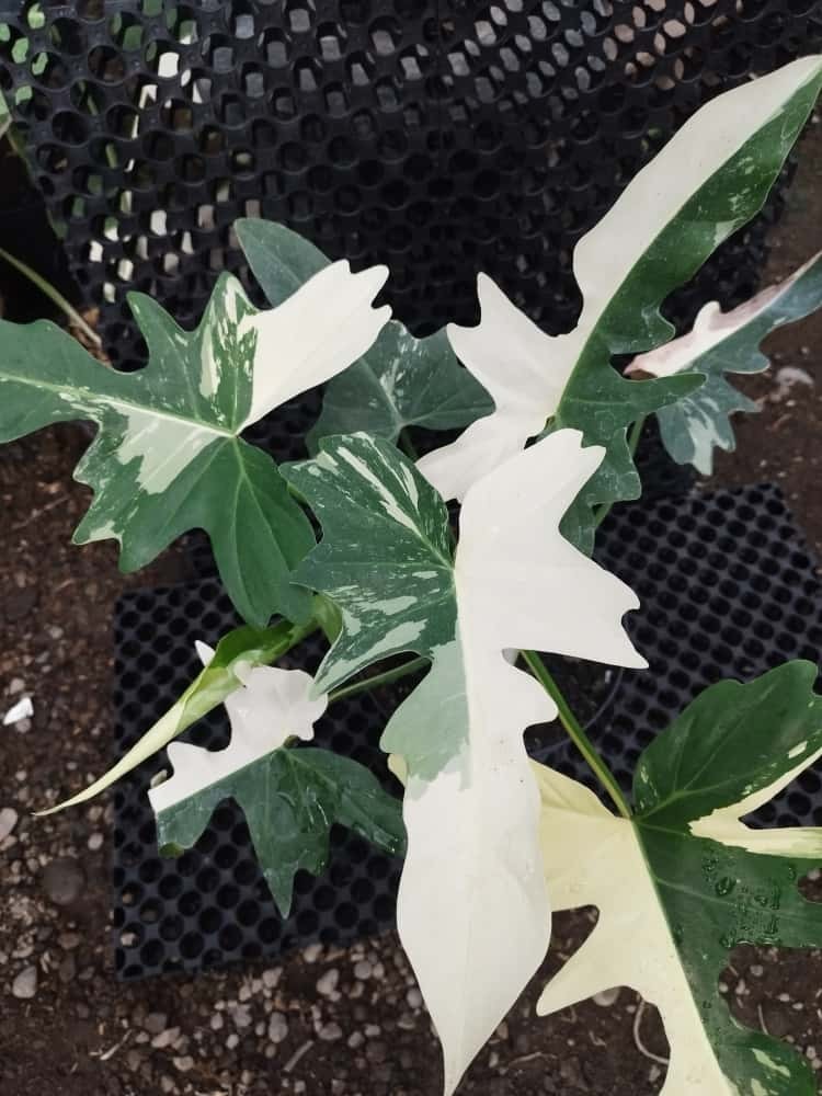 Real Picture Philodendron Golden Dragon Variegated Big Size