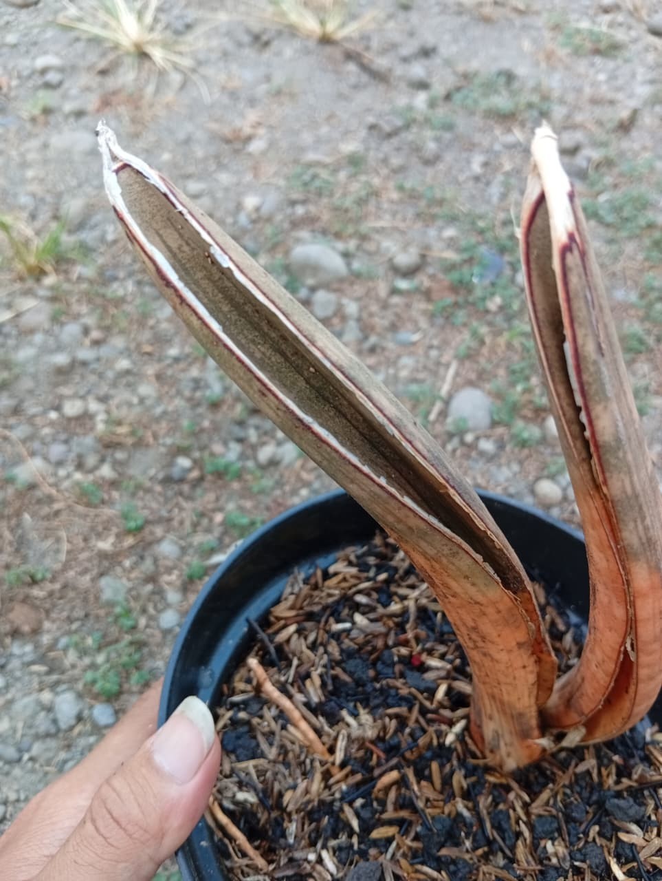 Real Picture Sansevieria Hallii Pink Bat Mocha 2 Leaf