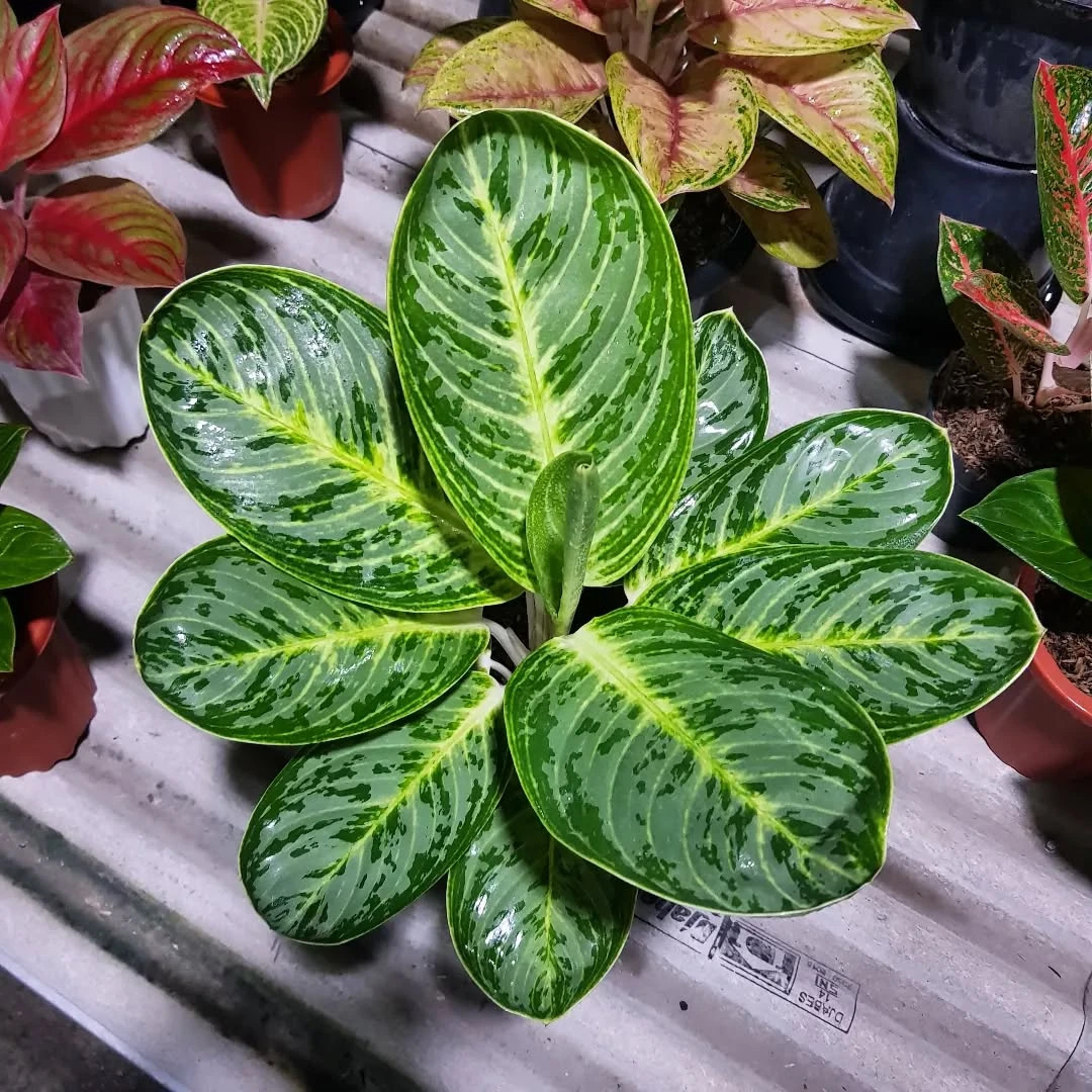 Real Picture Aglaonema Green Arha Big Size Rare Plant