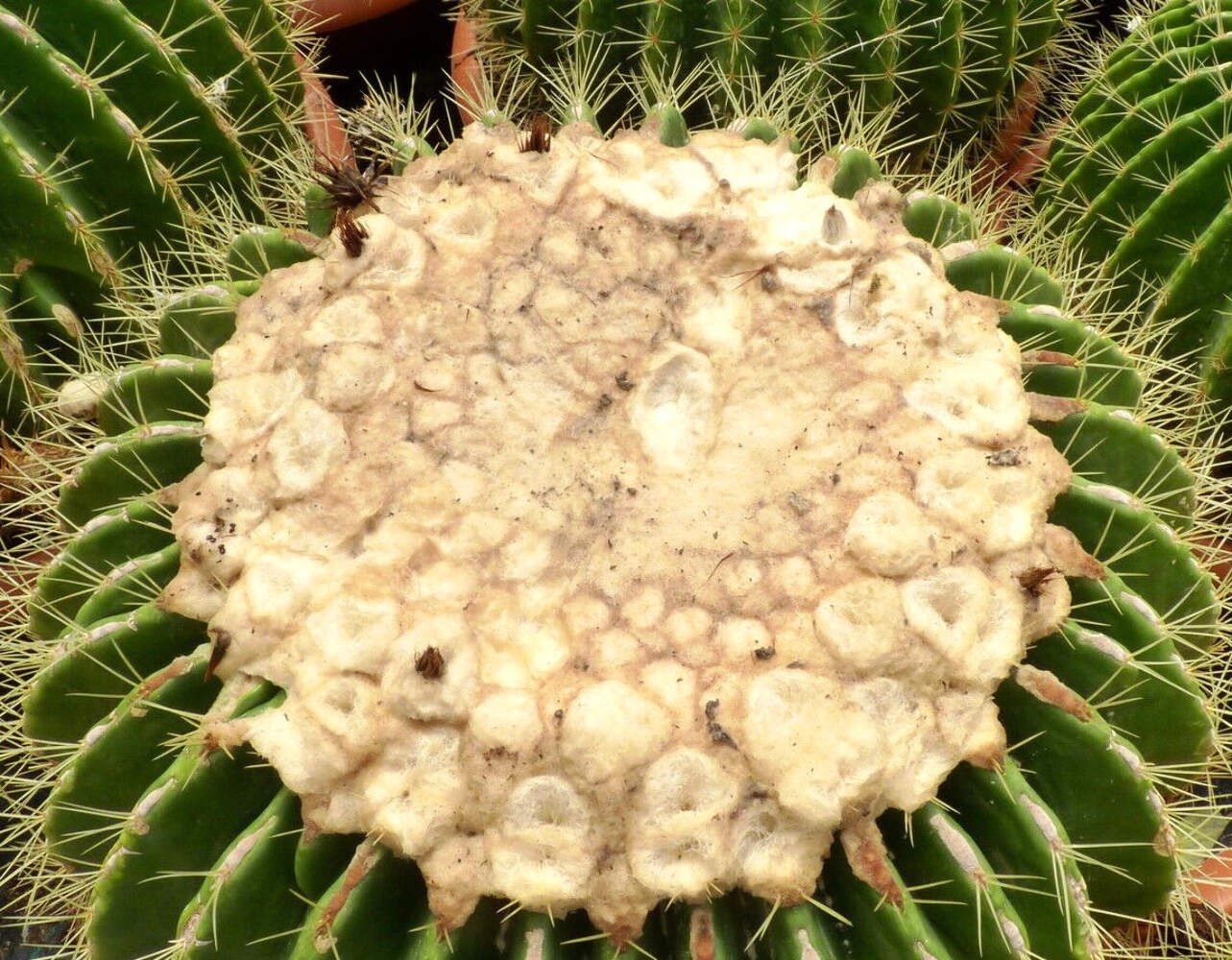 Echinocactus grusonii cv setispinus 10-20cm | Golden barrel cactus | Mother-in-l