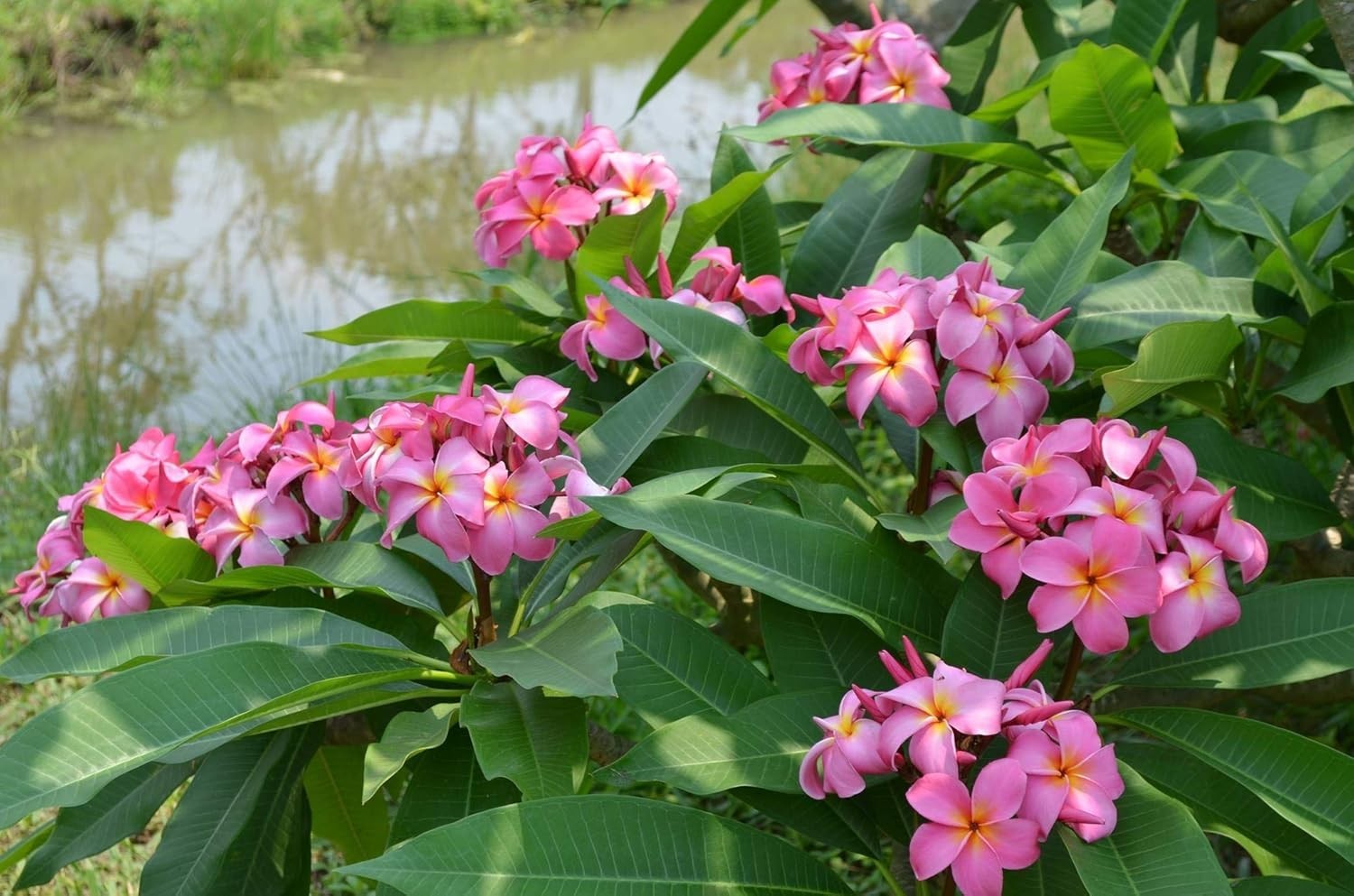 2 HAWAIIAN PINK PLUMERIA FRANGIPANI PLANT CUTTING – FRAGRANT EASY TO GROW