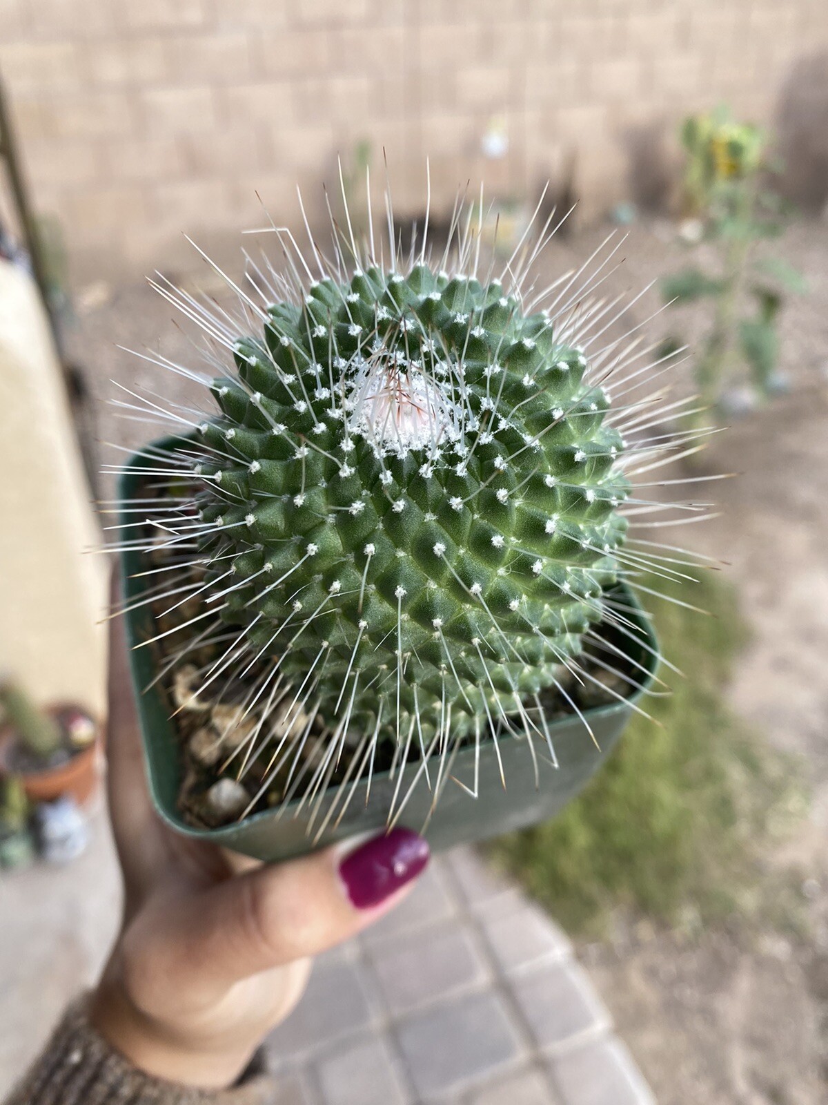 MAMMILLARIA SPINOSISSIMA UNPICO CRESTED